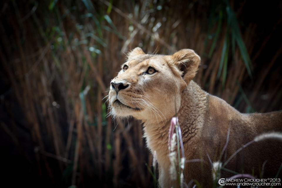 Read more about the article A visit to Taronga Zoo